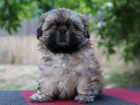 Shih-tzu, �i-tzu �t���tka s PP