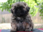Shih-tzu, �i-tzu �t���tka s PP