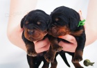 gordon setr tata s PP - gordon setter puppies