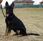 Znakat� pejsek s pr�kazem p�vodu