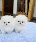 Pomeranian - pom - n�meck� �picl