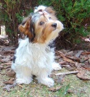 Biewer yorkshire terrier - feneka s PP