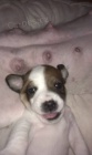 Prod�m �t���tka jack russel