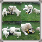 Zlat� retr�vr - golden retriever �t���tka s PP