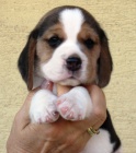 Beagle - b�gl s PP