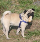 Mopsl�k (pes) - kryt�