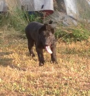 �t�n� N�meck�ho ov��ka s PP po v�born�ch rodi��