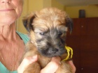 Irish Soft Coated Wheaten Terrier