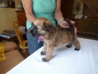 Irish Soft Coated Wheaten Terrier