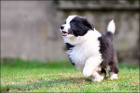 Border kolie - ch. stanice Z �ernob�l�ch