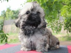 Shih-tzu, �i-tzu �t���tka s PP