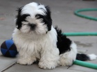 Shih-tzu, �i-tzu �t���tka s PP