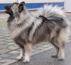 N�meck� �pic vl��