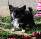 �ivava dlouhosrst�