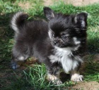 �ivava dlouhosrst�