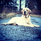 Labradorsk� retr�vr ke kryt�