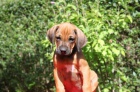 Rhod�sk� ridgeback - �t���tka s PP