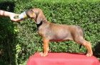 Rhod�sk� ridgeback - �t���tka s PP