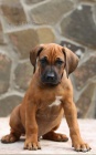 Rhod�sk� ridgeback - �t���tka s PP