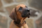 Rhod�sk� ridgeback - �t���tka s PP