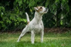 Parson Russell Terier s PP, kryt�