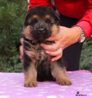 N�meck� ov��k - �t�n�, pes