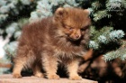 Pomeranian / Trpasli�� �pic s PP