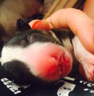 Miniaturn� bullterier - �t��ata s PP