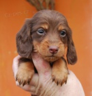 Jezev��k dlouhosrst�