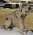 N�meck� doga -  �t��ata s PP