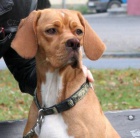 Oha� - Portugalsk� oha�