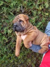 �arpej, Shar-pei