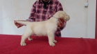 Labradorsk� retriever s PP