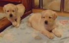 Labradorsk� retriever s PP