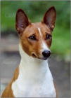 Basenji �t��ata s PP
