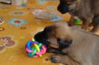 Belgick� ov��k - Malinois