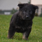 Pracovn� �t��ata n�meck� ov��k