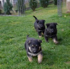 Pracovn� �t��ata n�meck� ov��k