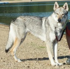 nab�z�me k prodeji hodn�m p�n��k�m posledn�ho pejska z vrhu A z chovatelsk� stanice Highlanderhill