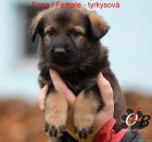 �t�n� N�meck�ho ov��ka s PP