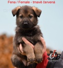 �t�n� N�meck�ho ov��ka s PP