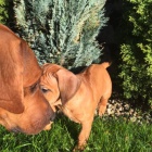 Rhod�sk� Ridgeback