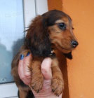 �t���tka dlouhosrst�ho jezev��ka