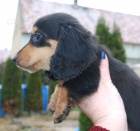 �t���tka dlouhosrst�ho jezev��ka