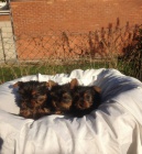 Jork��rsk� teri�r s PP