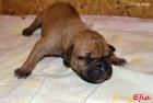 Boerboel �t��ata s PP