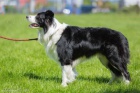 Prod�m �t���tka border kolie