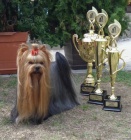 Prodej �t��at Inter�ampiona