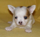 �ivava, kr�sn� �t���tka s PP.