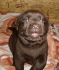 Labradorsk� retriever s PP- �okoladov�